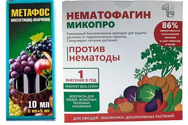 Нематофагин от нематоды на пионах