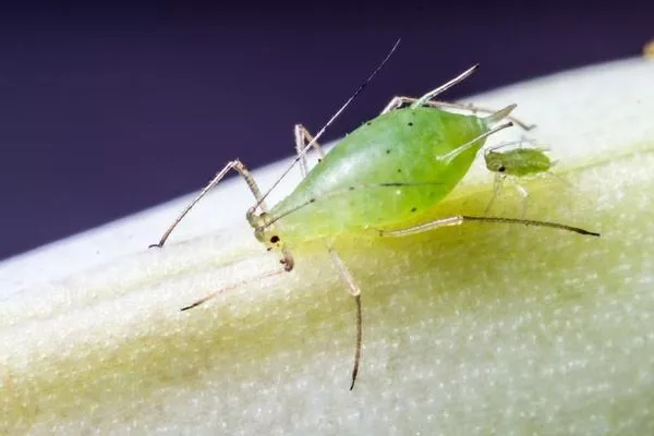 тля на пионах