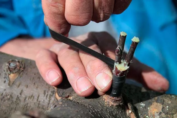 Все открытые срезы обязательно покройте садовым варом