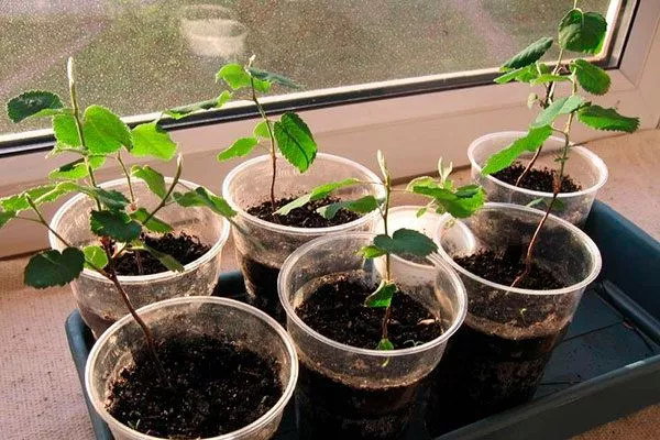 всходы ирги Размножение ирги3