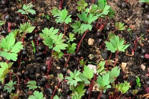 всходы методы размножения пионов3