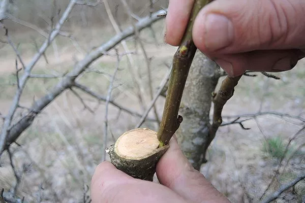 вставьте под кору