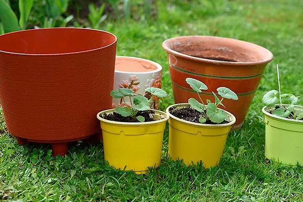 Выбор горшка пересадка герани4