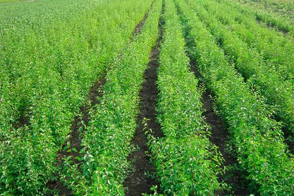 Выбор и подготовка подвоя размножение алычи4