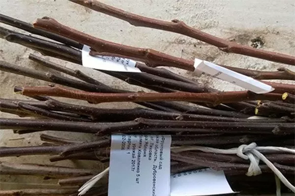 Выбор и подготовка привоя размножение алычи5