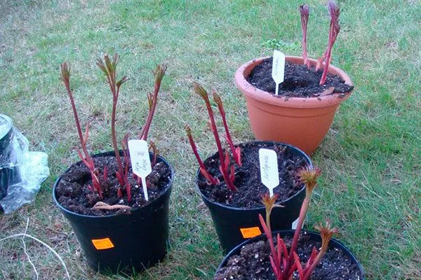 Выбор посадочного материала пиона Ред Чарм4