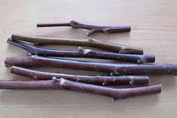 выбор привоя