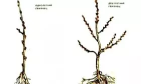 Выбор саженца Яблоня Беркутовское6