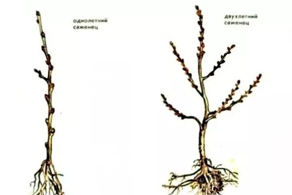Выбор саженца Яблоня Беркутовское6