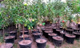 Выбор участка и саженца яблони уральское наливное3