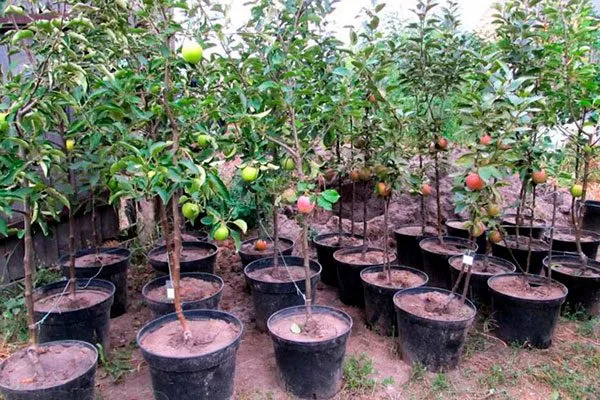 Выбор участка и саженца яблони уральское наливное3