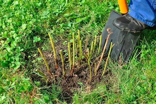 Выкапываем растение пересадка пионов4