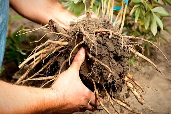 Выкапываем растение1 пересадка пионов5