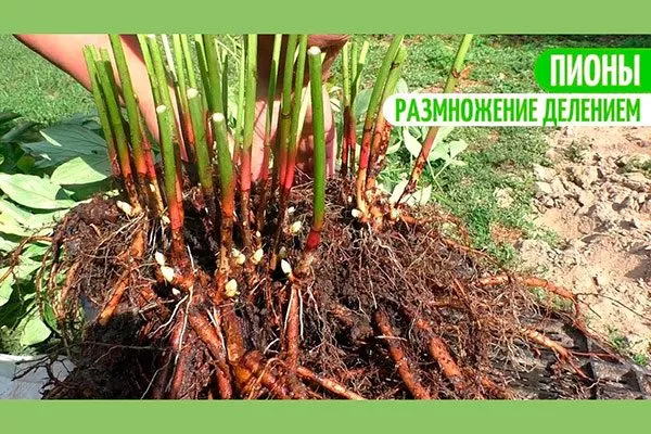 выкопанный куст пересадка пионов6