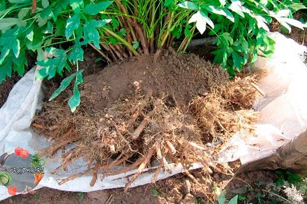 выкопаный куст методы размножения пионов4