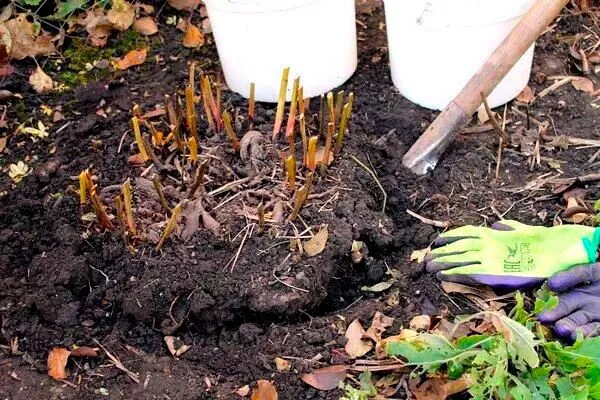 выкопка куста методы размножения пионов5