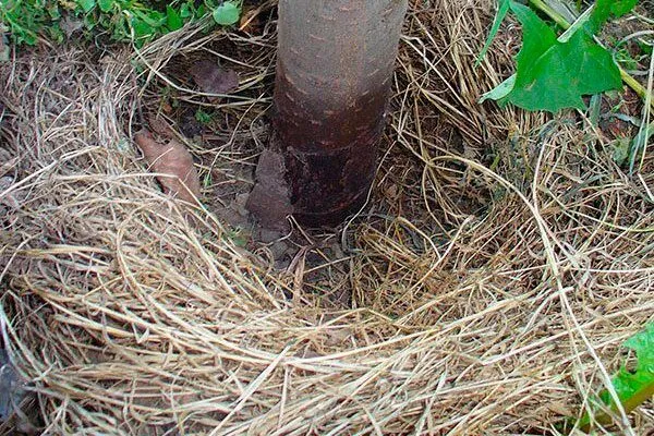 Выпревание сливы для сибири и урала8