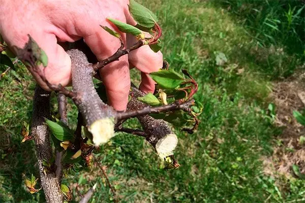 Вырежьте поражённые ветки