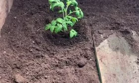 Высадка на постоянное место томатов Винный кувшин5