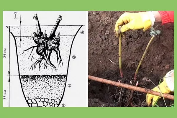 Высадка пионов посадка пионов6