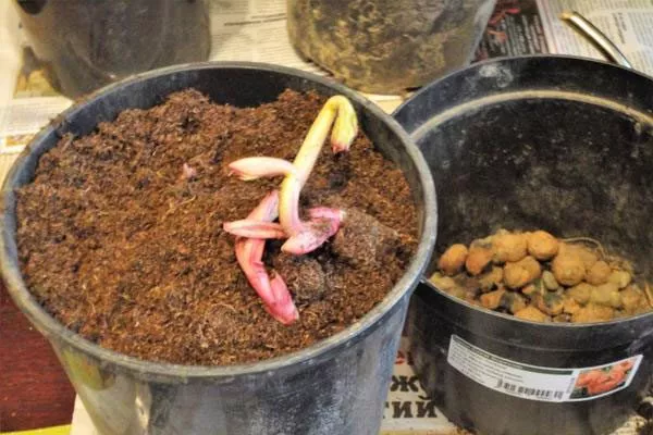 Высадка пионов в горшок 2 посадка пионов4