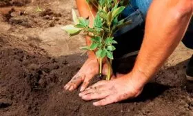 Высадка пионов2 посадка пионов7