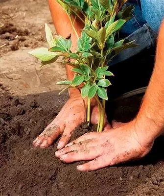 Высадка пионов2 посадка пионов7