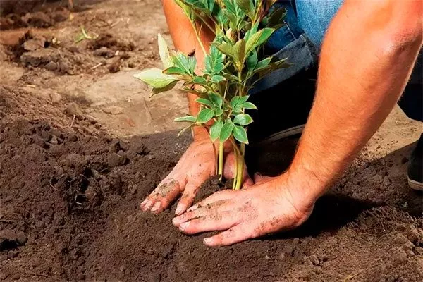 Высадка пионов2 посадка пионов7