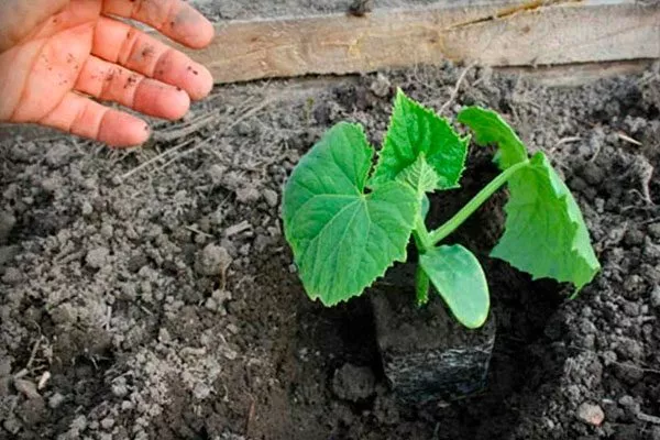 Высадка рассады в грунт огурцов Санькина любовь3