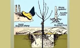 Высадка саженца Яблоня Беркутовское7