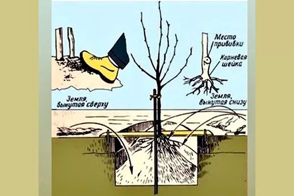 Высадка саженца Яблоня Беркутовское7