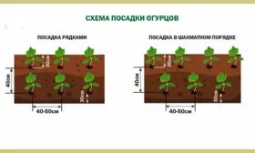 Высаживание рассады схема 2 огурцов Шопен4