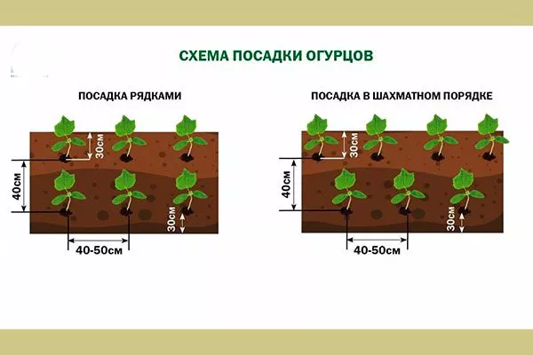 Высаживание рассады схема 2 огурцов Шопен4