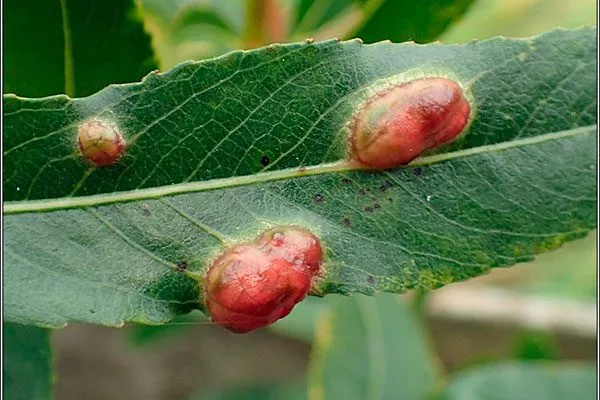 вздутия галловой тли