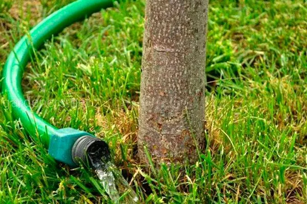 из шланга как поливать3