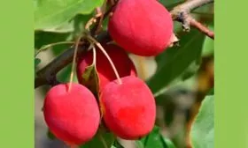 яблочки Яблони Долго23