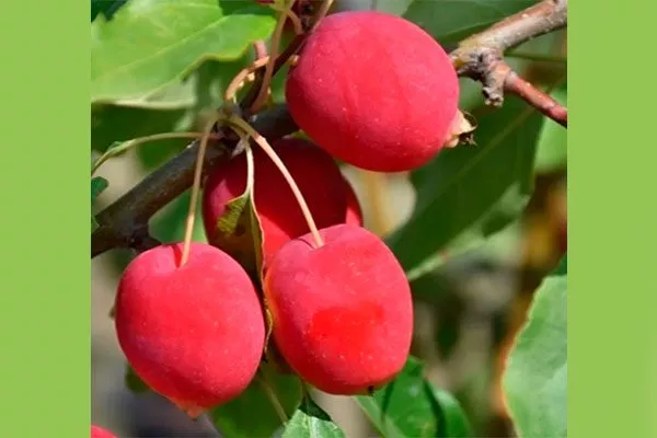 яблочки Яблони Долго23