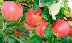 яблоки на ветке Яблоня Беркутовское16