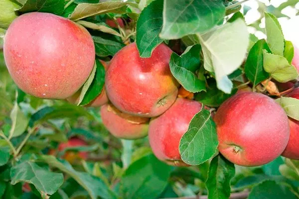 яблоки на ветке Яблоня Беркутовское16