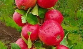 yabloki-yabloni-arbat главная13