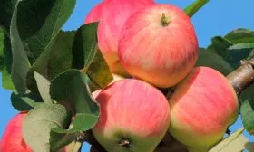 яблоки яблони Августа