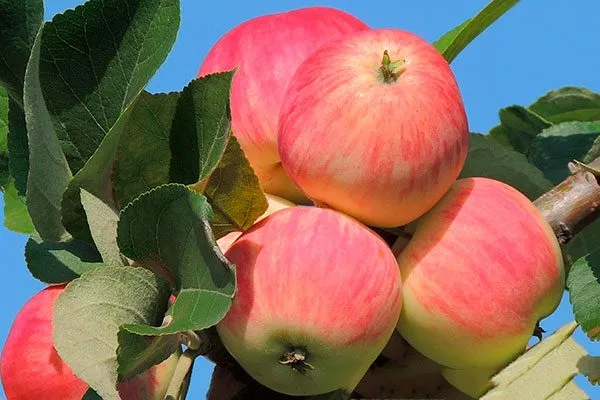 яблоки яблони Августа