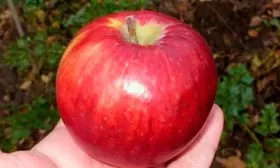 яблоко Яблоня Беркутовское17