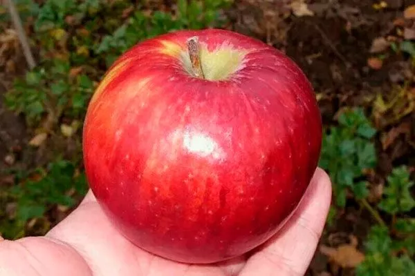 яблоко Яблоня Беркутовское17