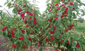 яблонька Яблони Долго22