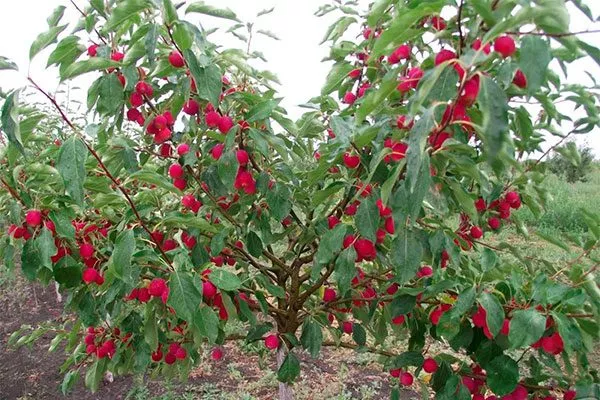 яблонька Яблони Долго22