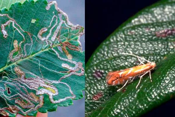 Яблонная минирующая моль Болезни вредители ирги27