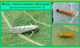 яблонная моль Яблони Долго21