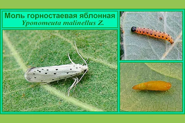 яблонная моль Яблони Долго21