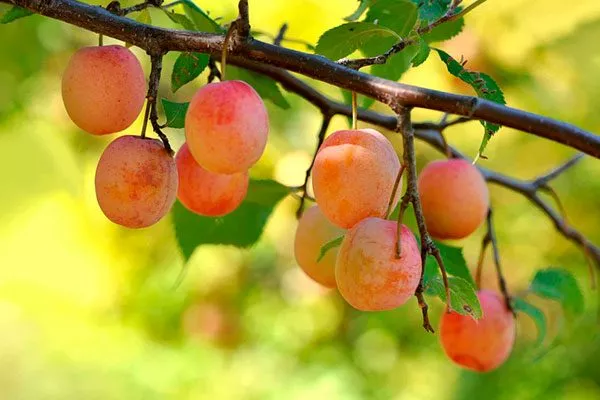 Яхонтовая для сибири и урала64